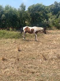 Puledra paint pezzata