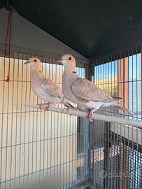 Tortorine bianche e grigie