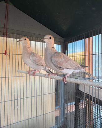 Tortorine bianche e grigie