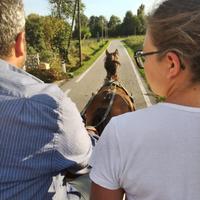 Cavallo sella e carrozza