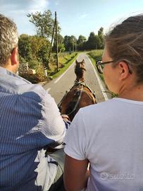 Cavallo sella e carrozza