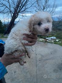 Lagotto da tartufi