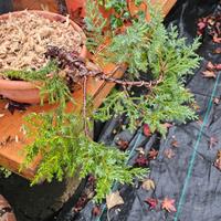 Prebonsai diverse varietà