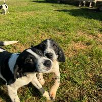 Adozione cuccioli cane taglia M/P di 4 mesi