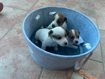 Jack russel