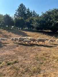 Montone ariete pecore agnello