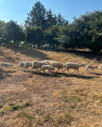 Montone ariete pecore agnello