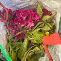 Fiori di  Cresta di Gallo per fare il seme