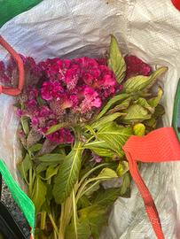 Fiori di  Cresta di Gallo per fare il seme