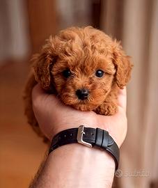 CUCCIOLI DI TAGLIA MOLTO PICCOLA 