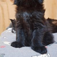 Cuccioli Maine Coon con Pedigree