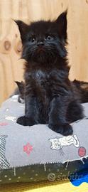 Cuccioli Maine Coon con Pedigree