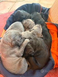 Cuccioli di cane corso