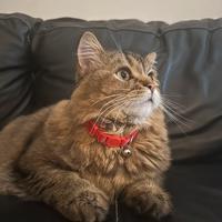 Gatto maschio scotch di 1 anno e 6 mesi