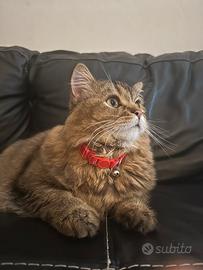 Gatto maschio scotch di 1 anno e 6 mesi