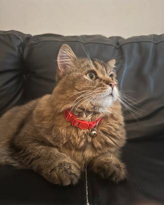 Gatto maschio scotch di 1 anno e 6 mesi