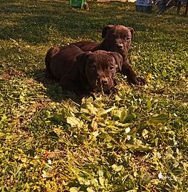 Cuccioli American Pitbull Terrier