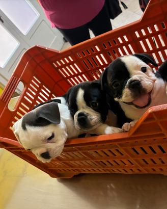 Cuccioli di bulldog francese