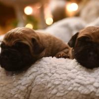 Cuccioli di Alano Fulvo