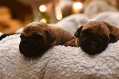 Cuccioli di Alano Fulvo