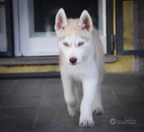 siberian husky pedigree enci 