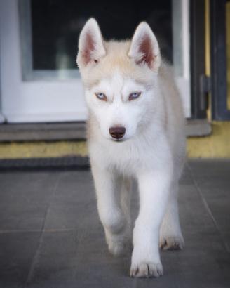 siberian husky pedigree enci 