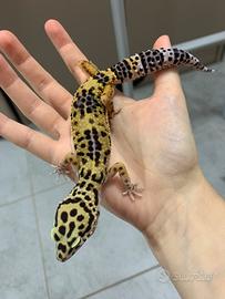 Geco leopardino femmina