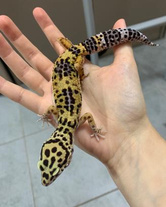 Geco leopardino femmina