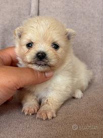 Volpino di Pomerania