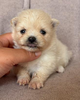 Volpino di Pomerania