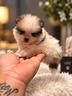 cucciolo-spitz-pomerania