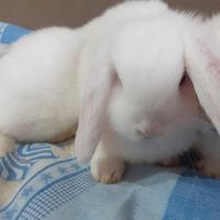 Conigli ariete x Minilop