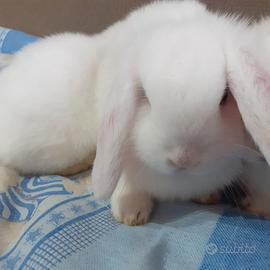 Conigli ariete x Minilop