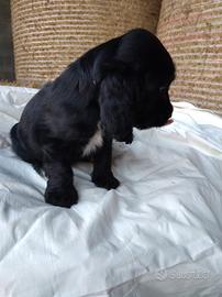 Cuccioli cocker spaniel