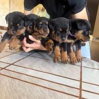 Cuccioli rottweiler