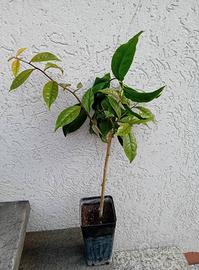 PERESKIA ACULEATA