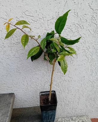 PERESKIA ACULEATA