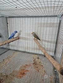 Parrocchetto dal collare