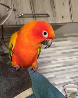 Conuro del sole maschio