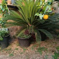 Palma cycas