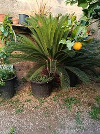 Palma cycas