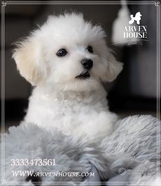 Barboncino toy e mini toy