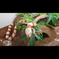 Lempropeltis ruthveni