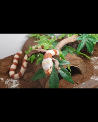 Lempropeltis ruthveni