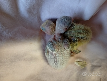 Pulli di inseparabili roseicollis