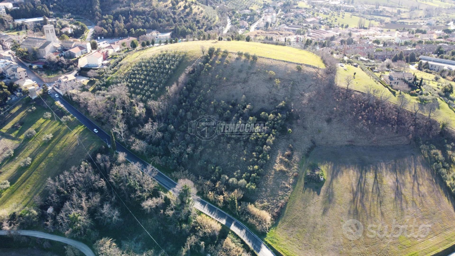 Terreno agricolo con 240 ulivi - Vista 4