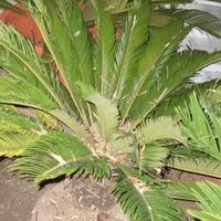 Pianta di cycas