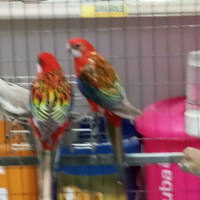 Pappagalli Roselle e Kakariki