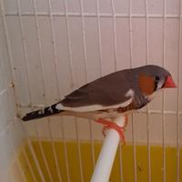 Coppia diamantini