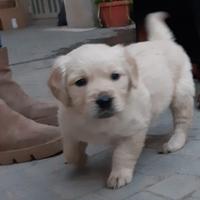Golden retriver